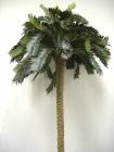 Bamboo Palm